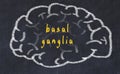 Drawind of human brain on chalkboard with inscription basal ganglia