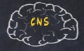 Drawind of human brain on chalkboard with inscription CNS