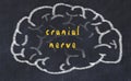 Drawing of human brain on chalkboard with inscription cranial nerve