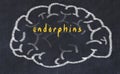 Drawind of human brain on chalkboard with inscription endorphins