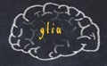 Drawind of human brain on chalkboard with inscription glia
