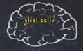 Drawind of human brain on chalkboard with inscription glial cells