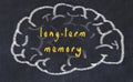 Drawind of human brain on chalkboard with inscription long-term memory