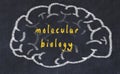 Drawind of human brain on chalkboard with inscription molecular biology