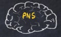 Drawing of human brain on chalkboard with inscription PNS