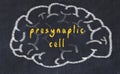 Drawind of human brain on chalkboard with inscription presynaptic cell Royalty Free Stock Photo