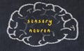 Drawind of human brain on chalkboard with inscription sensory neuron