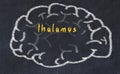 Drawind of human brain on chalkboard with inscription thalamus