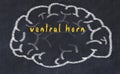 Drawing of human brain on chalkboard with inscription ventral horn