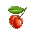 drawing acerola fruit at white background Royalty Free Stock Photo