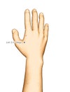 Drawing Acupuncture Point LI4 hegu, 3D Illustration Royalty Free Stock Photo