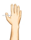 Drawing Acupuncture Point LI3 Sanjian, 3D Illustration Royalty Free Stock Photo