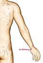 Drawing Acupuncture Point SI4 Wangu, 3D Illustration Royalty Free Stock Photo