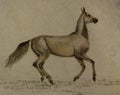 Drawing akhal-teke horse Royalty Free Stock Photo