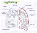 Drawing anatomy of the human lung