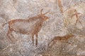 Drawing of ancient animals on the wall of the cave.