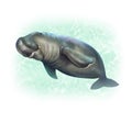Drawing animal dugong