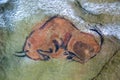 A drawing of an animal made on a stone by a primitive man. Royalty Free Stock Photo