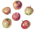 Drawing apples on a white background, watercolor painting Royalty Free Stock Photo