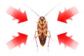 drawing arrow, showing target to kill cockroach Royalty Free Stock Photo