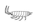 Drawing Art of Woodlouse Insect Royalty Free Stock Photo