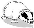 Drawing of a Badger Sniffing the Ground