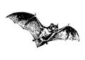 Drawing of a bat with a white background