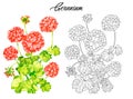 Drawing of beautiful geranium flower