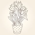 Drawing of beautiful narcissus flower in the pot