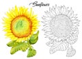 Drawing of beautiful sunflower with leaves and petals