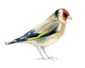 Drawing bird goldfinch on a white background.