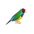 drawing bird, Gouldian finch