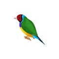 drawing bird, Gouldian finch