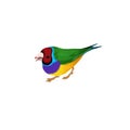 drawing bird, Gouldian finch