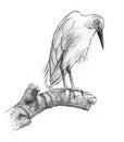 Drawing of a bird on a limb