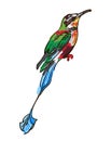 Drawing of the bird