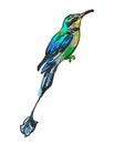 Drawing of the bird