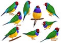 drawing birds, Gouldian finch