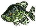 Drawing black crappie Royalty Free Stock Photo