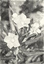 Drawing Black And White Of Oleander Flower