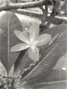 Drawing black and white of plumeria flower Royalty Free Stock Photo