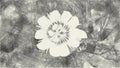Drawing black and white of White Passiflora foetida flower in nature garden