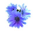 Drawing blue chicory flower isolated on white Royalty Free Stock Photo