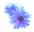 Drawing blue chicory flower isolated on white Royalty Free Stock Photo