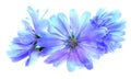 Drawing blue chicory flower isolated on white Royalty Free Stock Photo