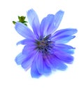 Drawing blue chicory flower isolated on white Royalty Free Stock Photo