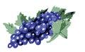 Drawing blue grapes with leaves, wine Royalty Free Stock Photo