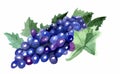 Drawing blue grapes with leaves, wine Royalty Free Stock Photo