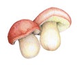 Mushrooms boletus edulis handmade illustration Royalty Free Stock Photo