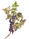 Drawing a branch of black currant with leaves and berries Royalty Free Stock Photo